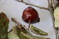 2014-01-17 Galls